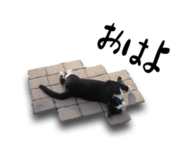 Nora Cats in a park sticker #14065191