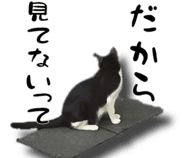 Nora Cats in a park sticker #14065195