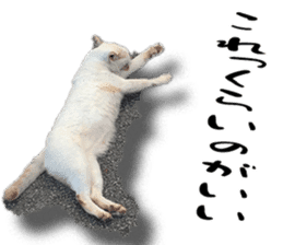 Nora Cats in a park sticker #14065199