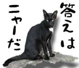 Nora Cats in a park sticker #14065200