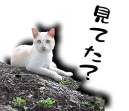 Nora Cats in a park sticker #14065201