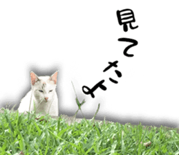 Nora Cats in a park sticker #14065202