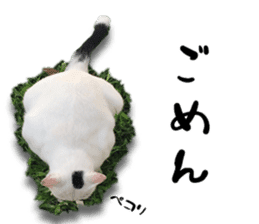 Nora Cats in a park sticker #14065203