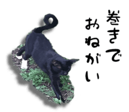 Nora Cats in a park sticker #14065205