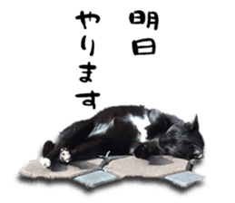 Nora Cats in a park sticker #14065207