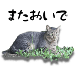 Nora Cats in a park sticker #14065210