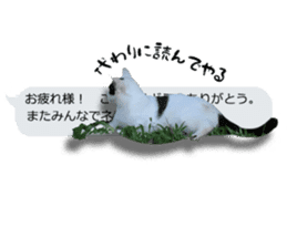 Nora Cats in a park sticker #14065211