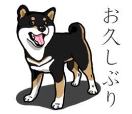 Daily Black Shiba Inu 3 sticker #14068278
