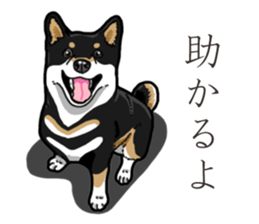 Daily Black Shiba Inu 3 sticker #14068279