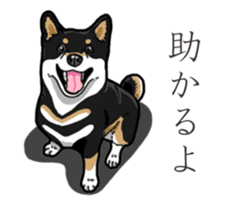 Daily Black Shiba Inu 3 sticker #14068279
