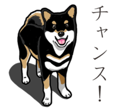 Daily Black Shiba Inu 3 sticker #14068280