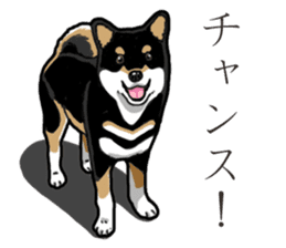 Daily Black Shiba Inu 3 sticker #14068280