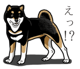 Daily Black Shiba Inu 3 sticker #14068281