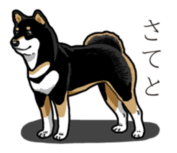 Daily Black Shiba Inu 3 sticker #14068282