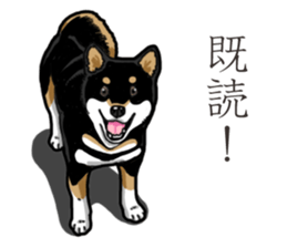 Daily Black Shiba Inu 3 sticker #14068283
