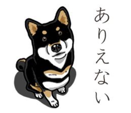 Daily Black Shiba Inu 3 sticker #14068286