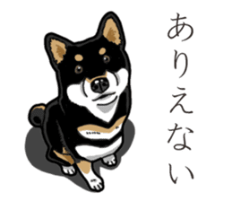 Daily Black Shiba Inu 3 sticker #14068286