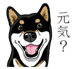 Daily Black Shiba Inu 3 sticker #14068287