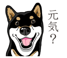 Daily Black Shiba Inu 3 sticker #14068287