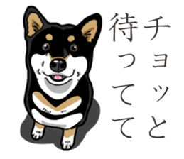 Daily Black Shiba Inu 3 sticker #14068288