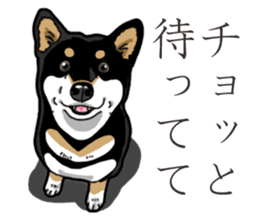 Daily Black Shiba Inu 3 sticker #14068288