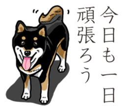 Daily Black Shiba Inu 3 sticker #14068289