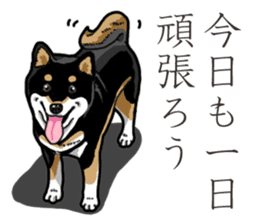 Daily Black Shiba Inu 3 sticker #14068289