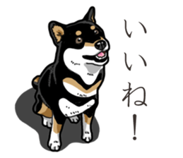 Daily Black Shiba Inu 3 sticker #14068292