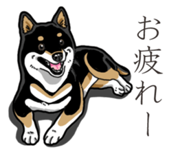 Daily Black Shiba Inu 3 sticker #14068293