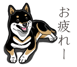 Daily Black Shiba Inu 3 sticker #14068293