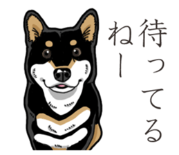 Daily Black Shiba Inu 3 sticker #14068296