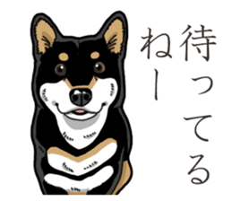 Daily Black Shiba Inu 3 sticker #14068296