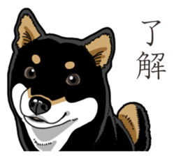 Daily Black Shiba Inu 3 sticker #14068297