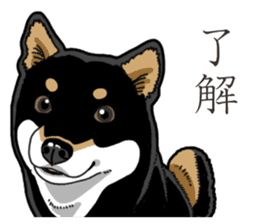 Daily Black Shiba Inu 3 sticker #14068297