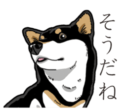 Daily Black Shiba Inu 3 sticker #14068298