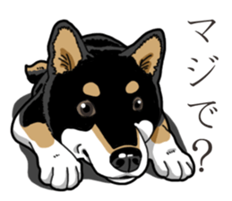 Daily Black Shiba Inu 3 sticker #14068300