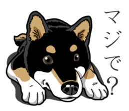 Daily Black Shiba Inu 3 sticker #14068300