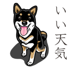 Daily Black Shiba Inu 3 sticker #14068301