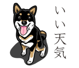 Daily Black Shiba Inu 3 sticker #14068301