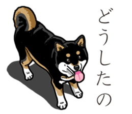 Daily Black Shiba Inu 3 sticker #14068302