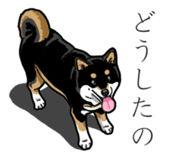 Daily Black Shiba Inu 3 sticker #14068302