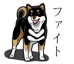 Daily Black Shiba Inu 3 sticker #14068303