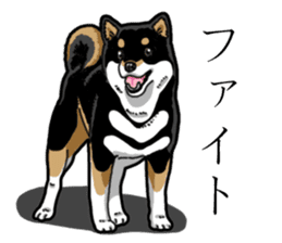Daily Black Shiba Inu 3 sticker #14068303