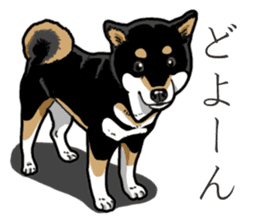 Daily Black Shiba Inu 3 sticker #14068304