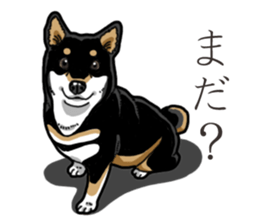 Daily Black Shiba Inu 3 sticker #14068307