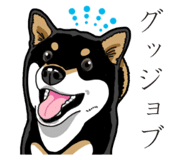 Daily Black Shiba Inu 3 sticker #14068308