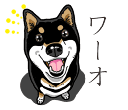 Daily Black Shiba Inu 3 sticker #14068309