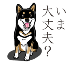 Daily Black Shiba Inu 3 sticker #14068310