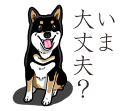 Daily Black Shiba Inu 3 sticker #14068310