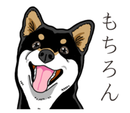 Daily Black Shiba Inu 3 sticker #14068311